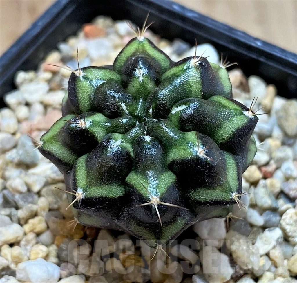 SH2426 Gymnocalycium mihanovichii 'Day dream', seedling - Image 2