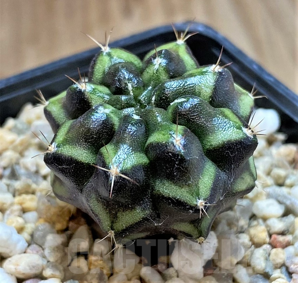 SH2426 Gymnocalycium mihanovichii 'Day dream', seedling