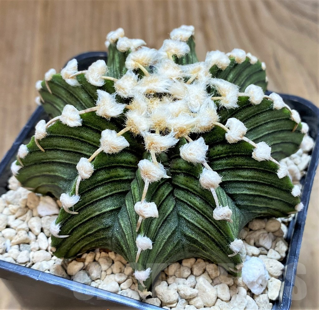 SHPR41506 Gymnocalycium friedrichii VOS1211, select form - Image 2