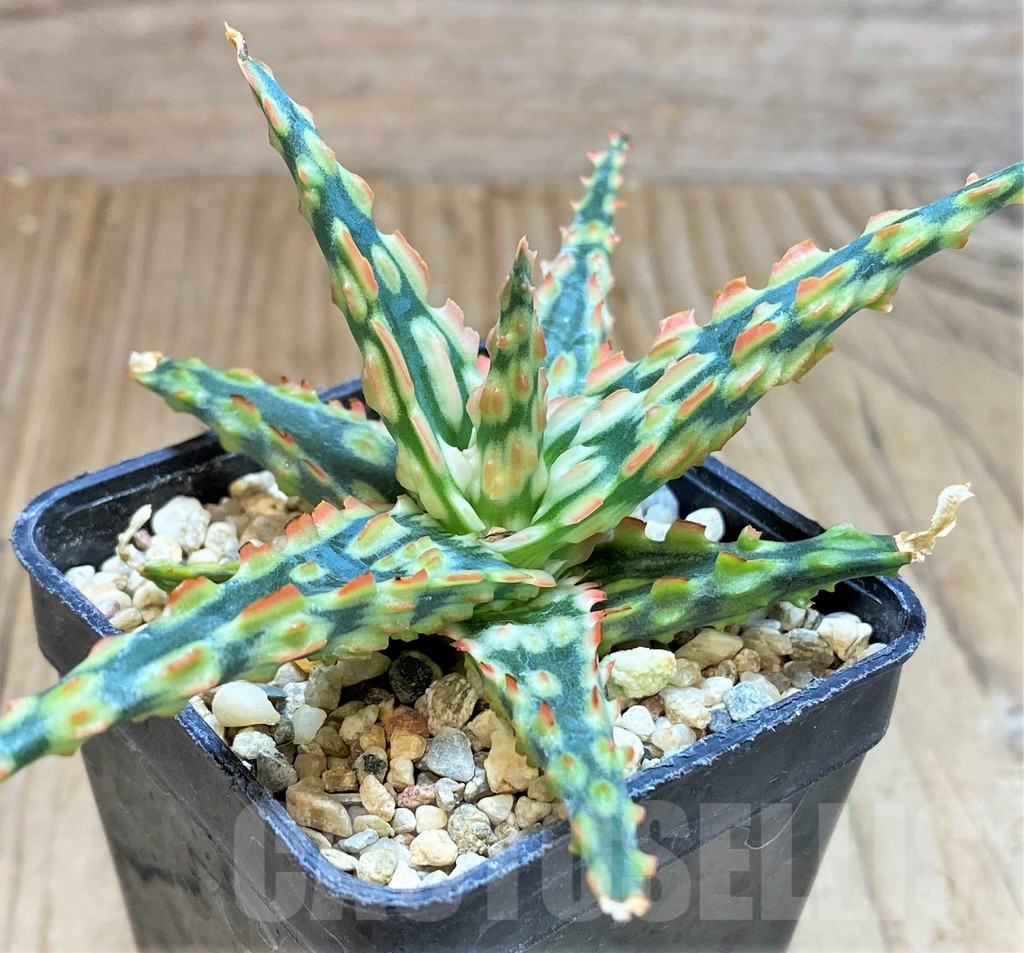 SHPR41476 Aloe TCT hybrid