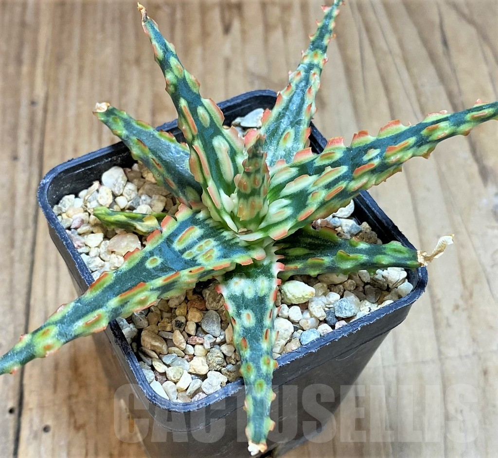 SHPR41476 Aloe TCT hybrid - Image 2