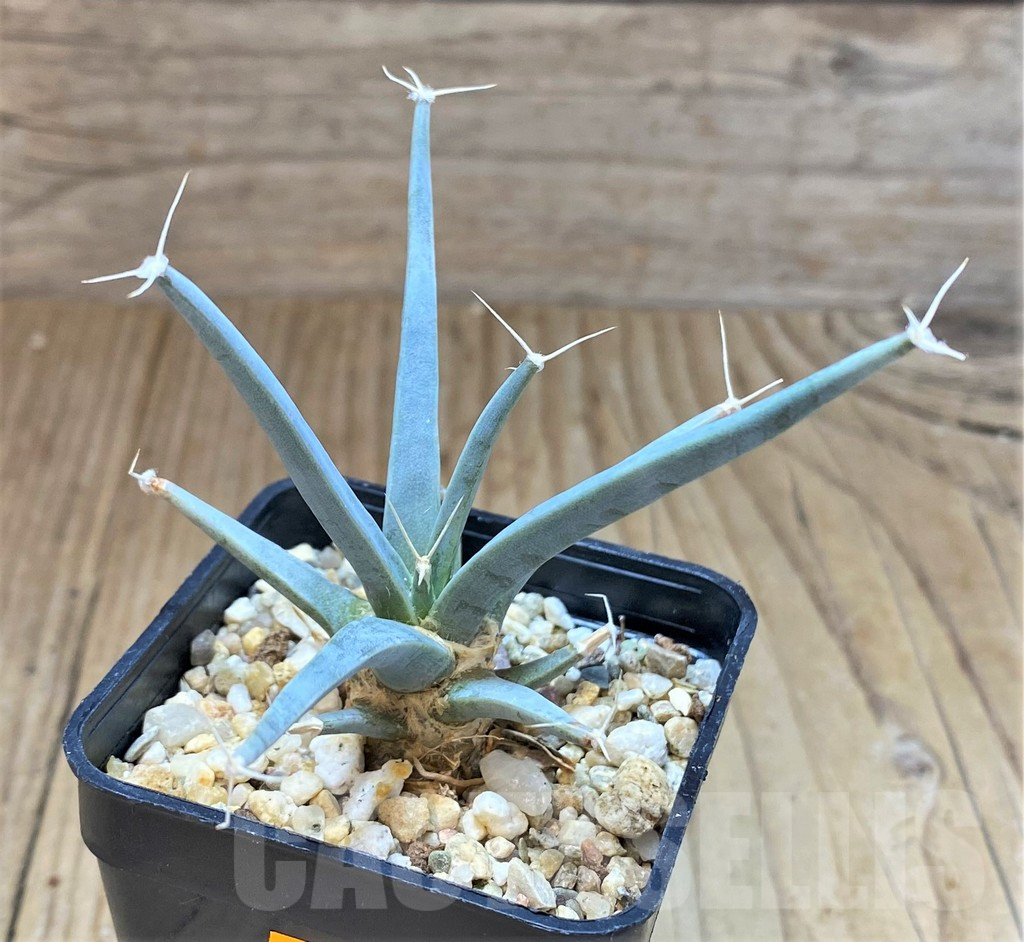 SH2428 Leuchtenbergia principis