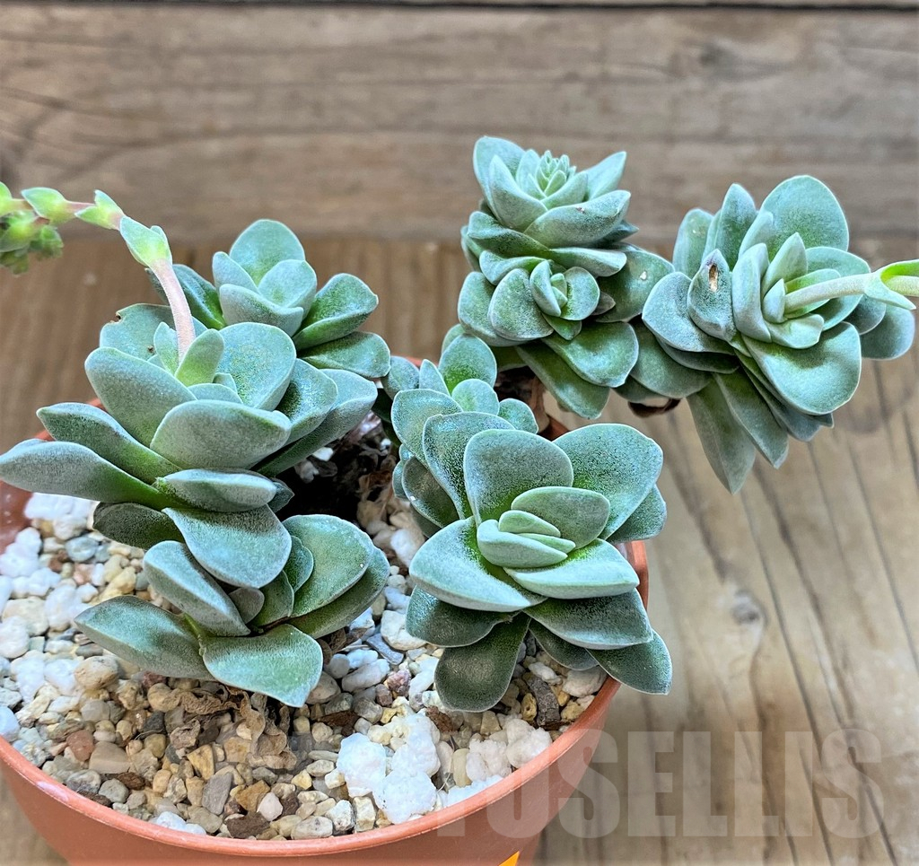 SHPR41556 Crassula sp. - Image 3