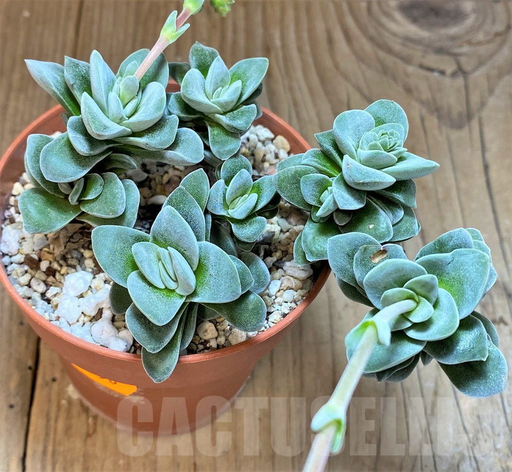 SHPR41556 Crassula sp. - Image 2