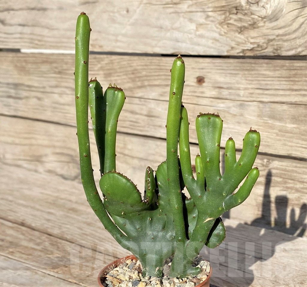 SHPR41561 Euphorbia leucodendron f. cristata - Image 2