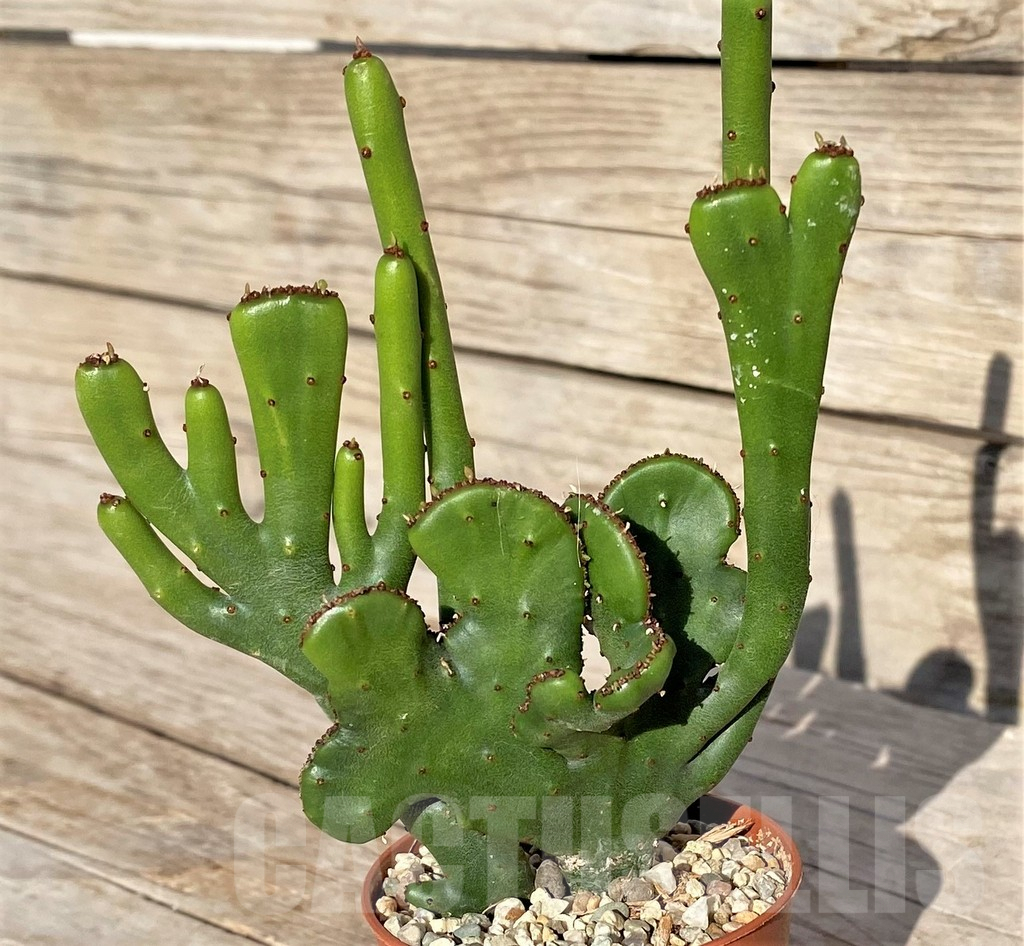 SHPR41561 Euphorbia leucodendron f. cristata