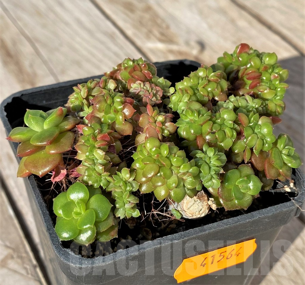 SHPR41564 Echeveria letizia f. cristata - Image 2
