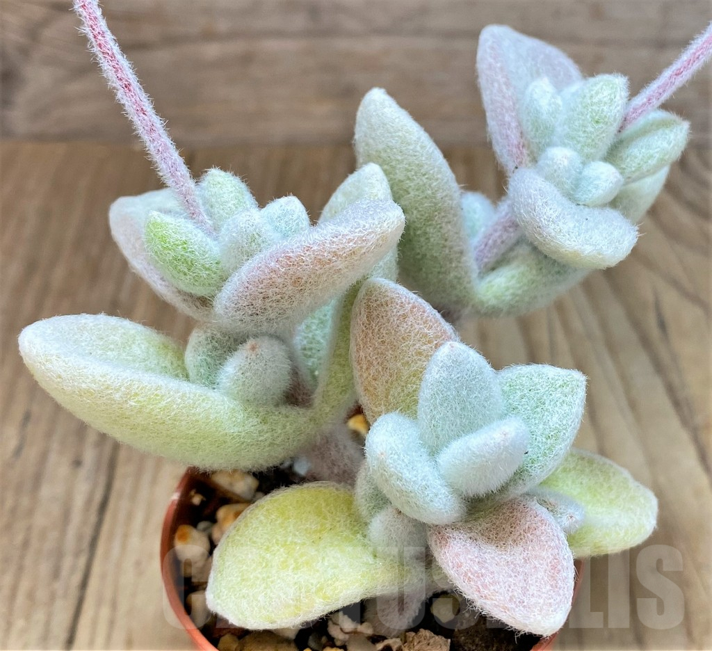 SHPR41507 Kalanchoe eriophylla - Image 3