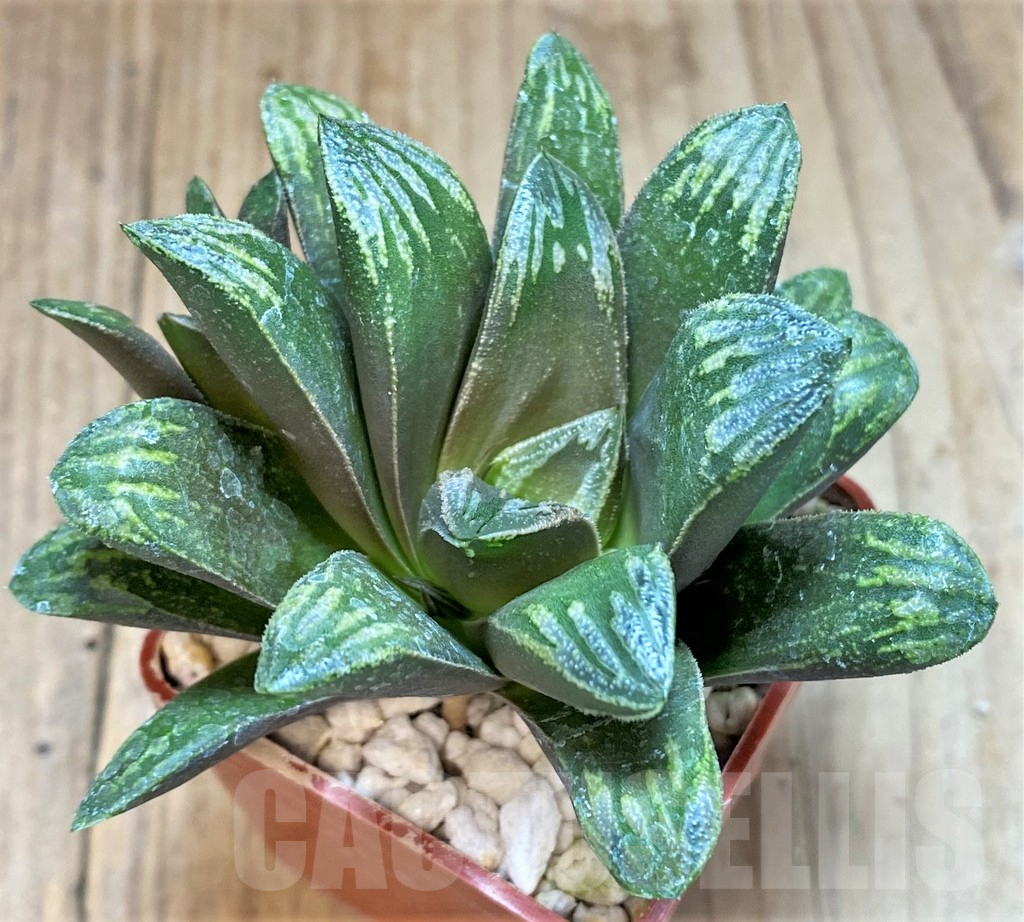 SHPR41516 Haworthia maughanii x splendens