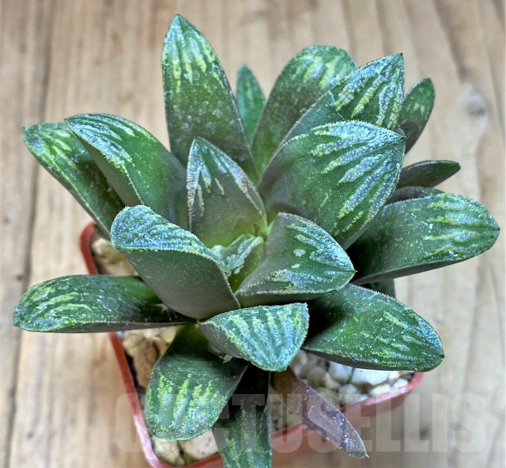 SHPR41516 Haworthia maughanii x splendens - Image 2