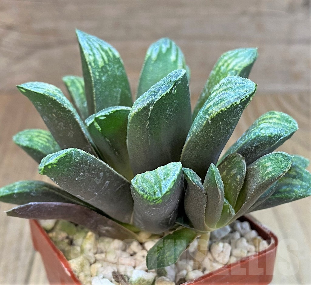 SHPR41516 Haworthia maughanii x splendens - Image 3