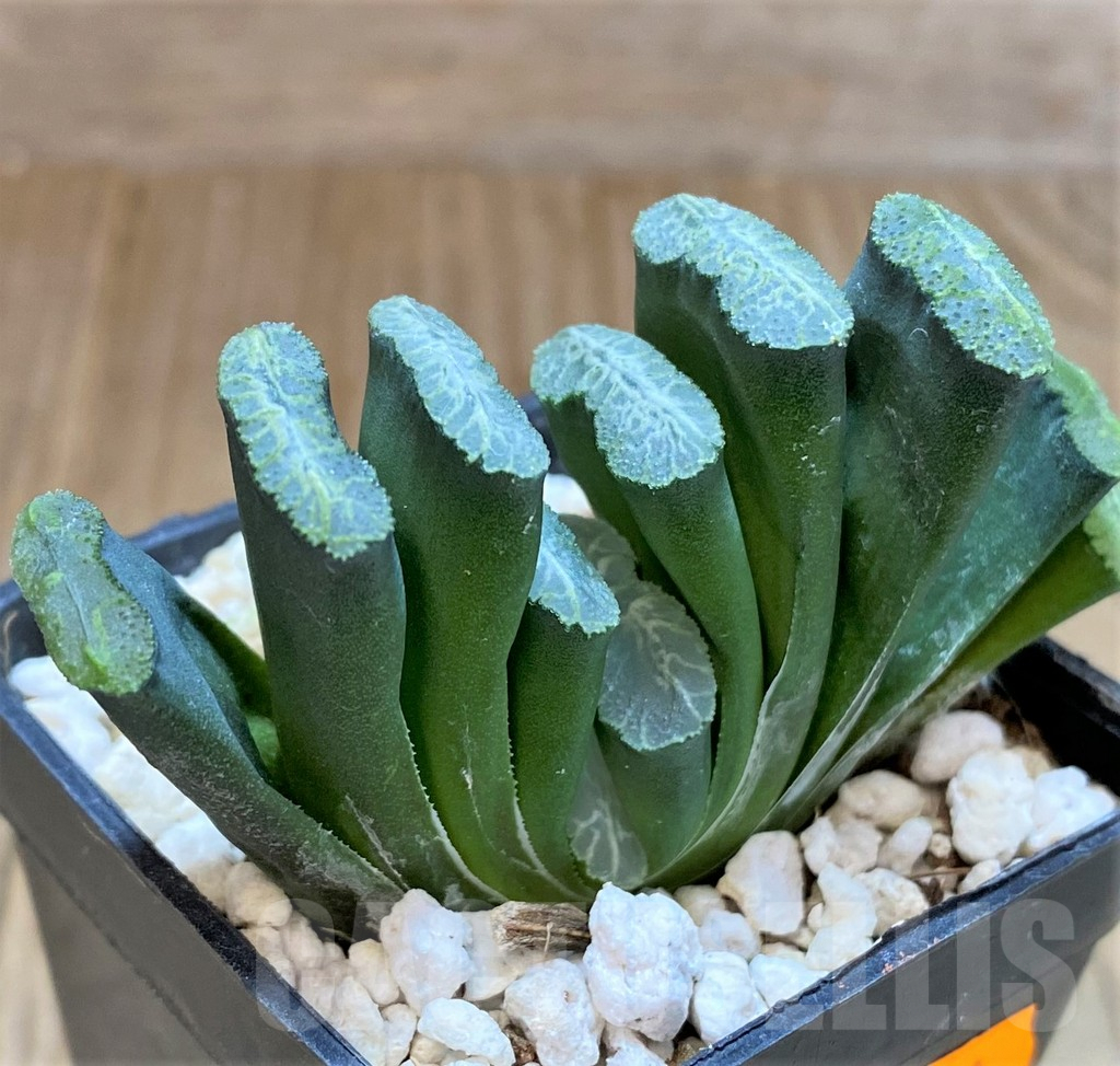 SHPR41518 Haworthia truncata -Japan- - Image 2
