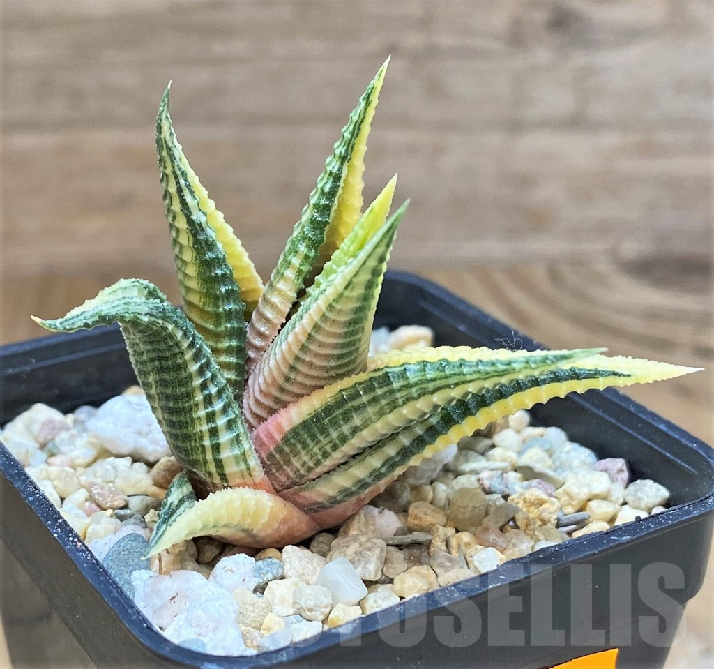 SHPR41522 Haworthia limifolia f. variegata