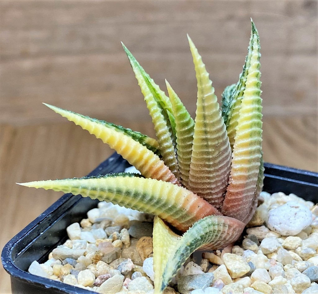 SHPR41522 Haworthia limifolia f. variegata - Image 2