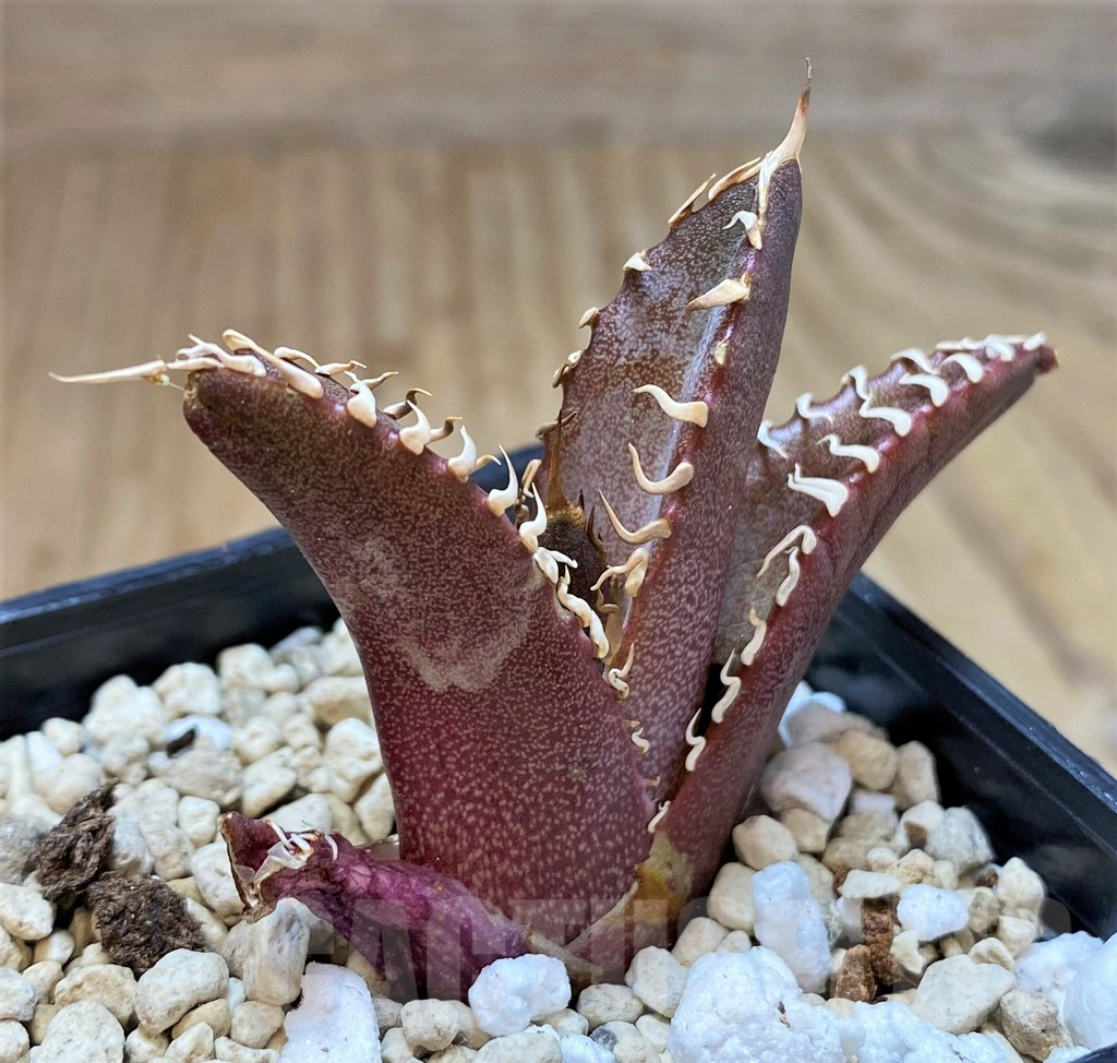 SHPR41534 Agave titanota ‘Red Catweazle’ - Image 2