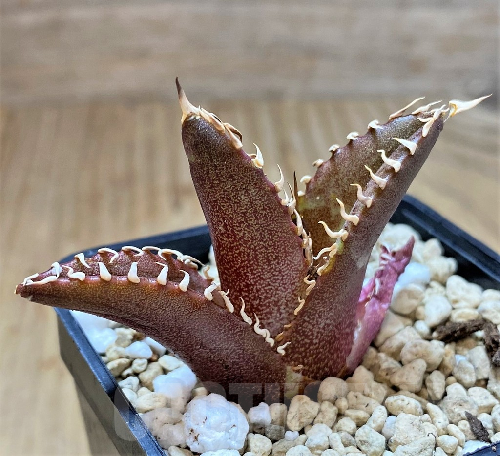 SHPR41534 Agave titanota ‘Red Catweazle’