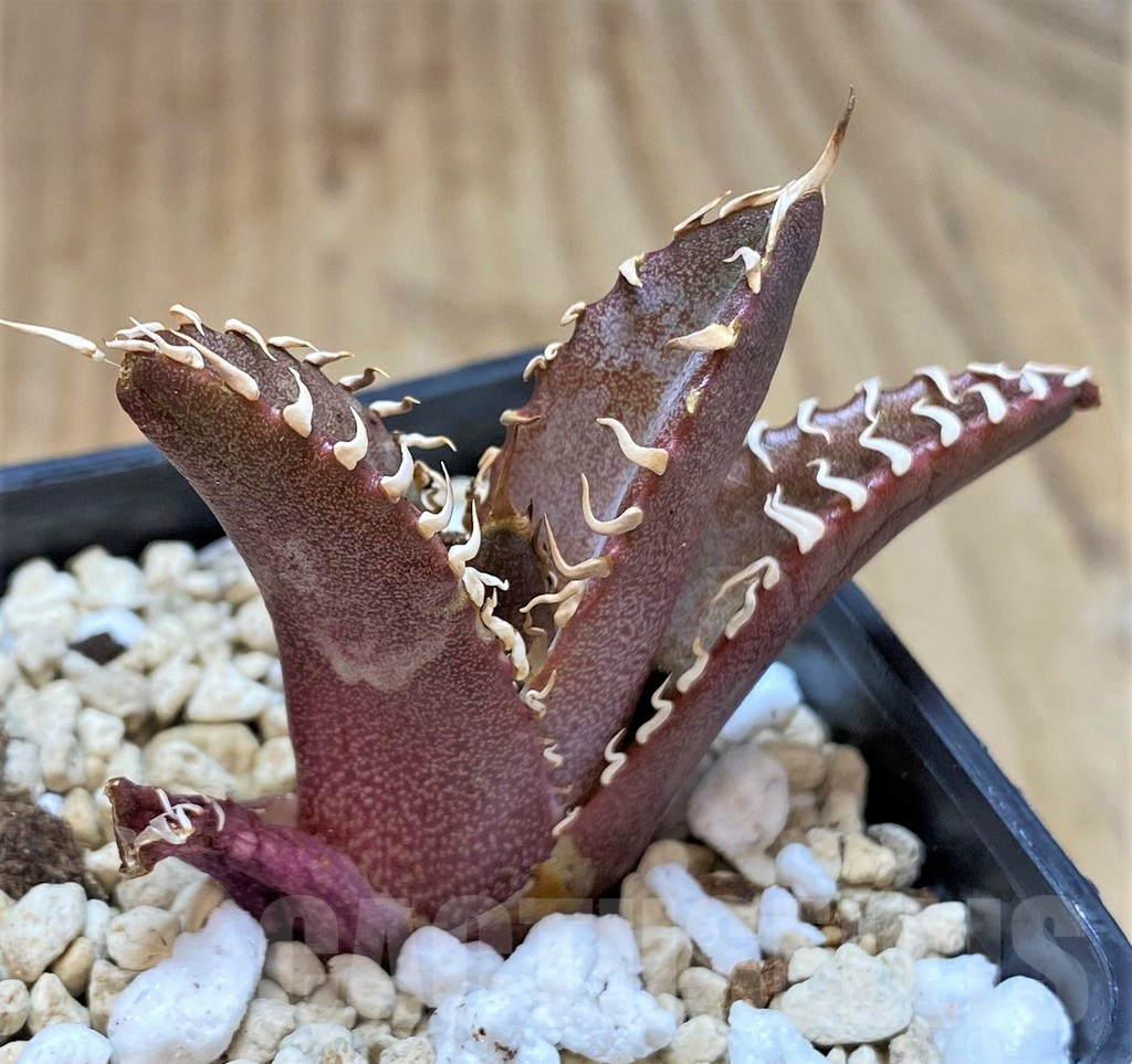 SHPR41534 Agave titanota ‘Red Catweazle’ - Image 3