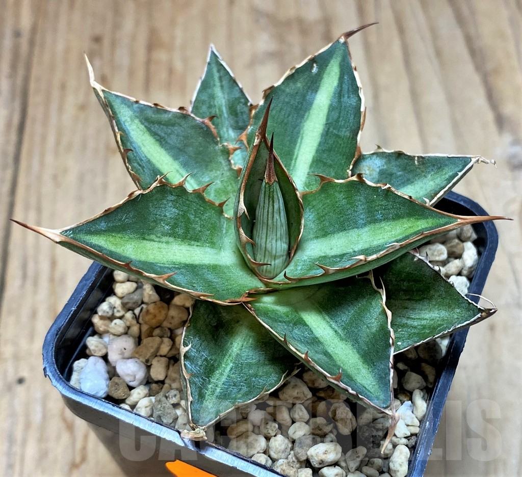 SHPR41535 Agave lophantha 'Double green' - Image 2