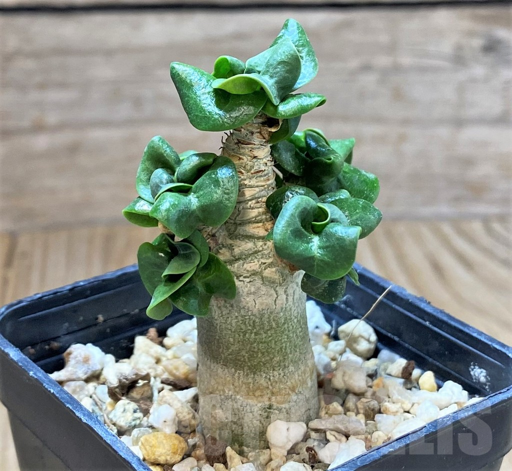 SHPR41677 Adenium mini - Image 2
