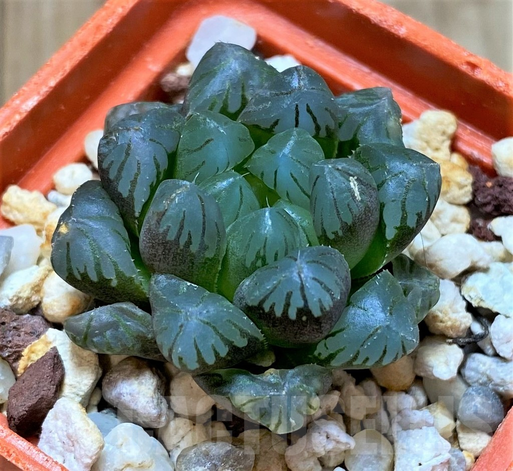 SHPR41687 Haworthia cooperi - Image 2