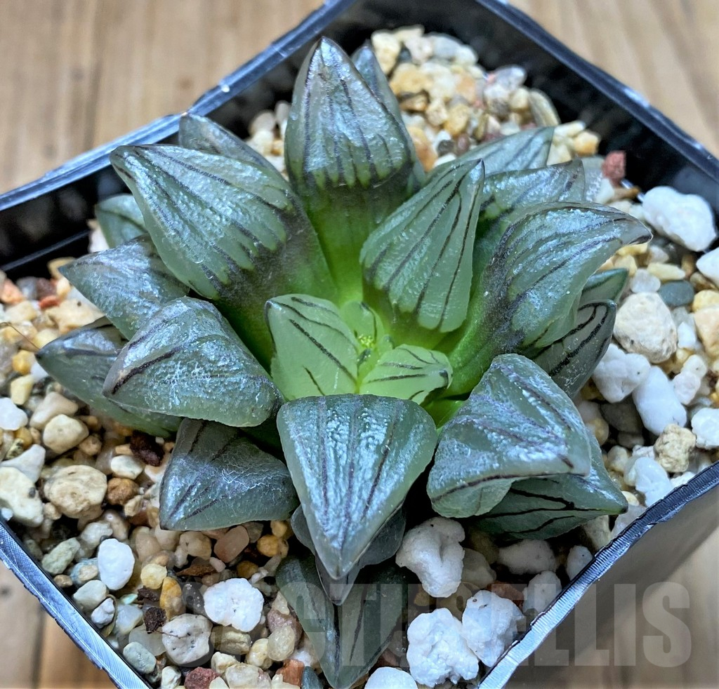 SHPR41688 Haworthia atrofusca ‘Watermelon’ - Image 2