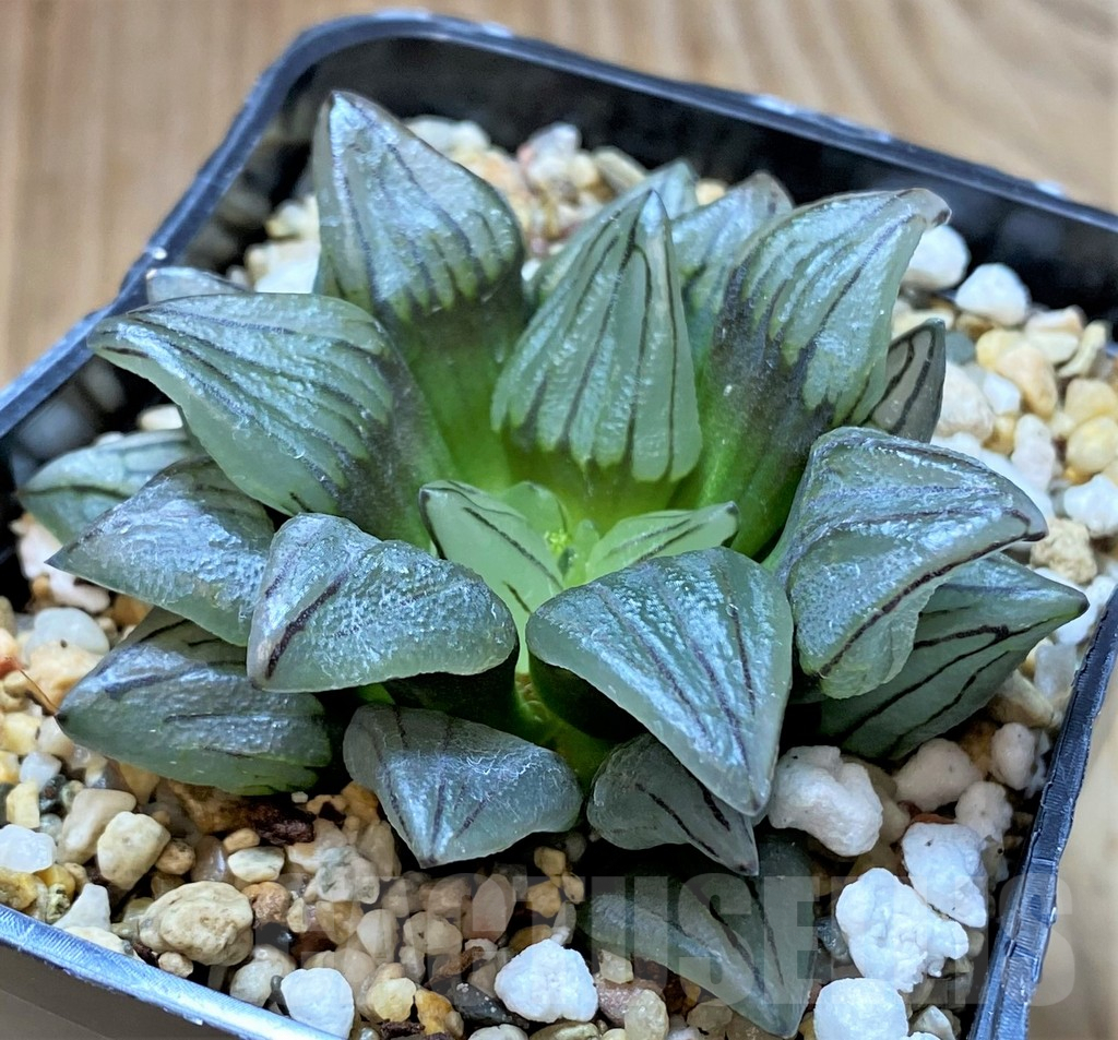 SHPR41688 Haworthia atrofusca ‘Watermelon’