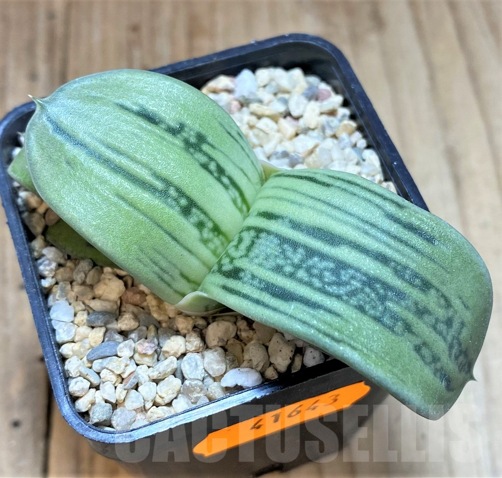 SHPR41643 Gasteria KG 98 -Japan- - Image 2