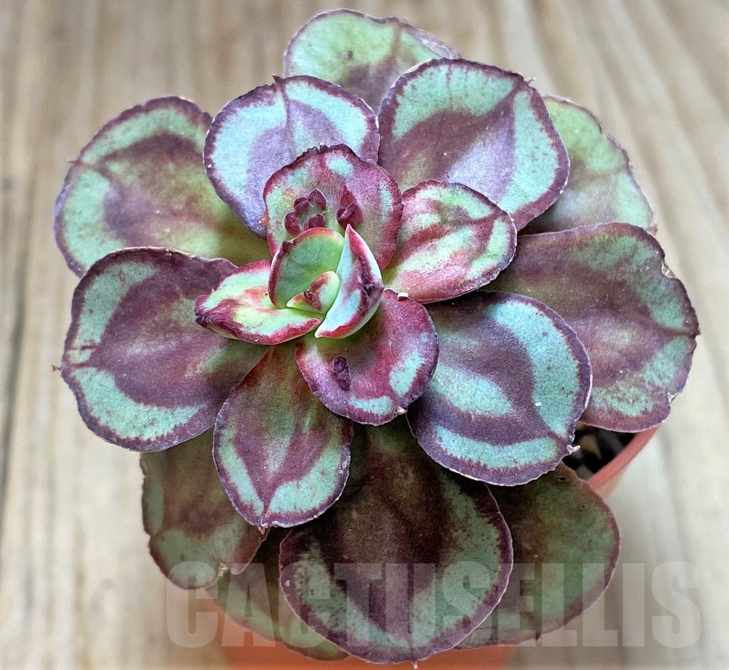 SHPR41630 Echeveria nodulosa with bumps