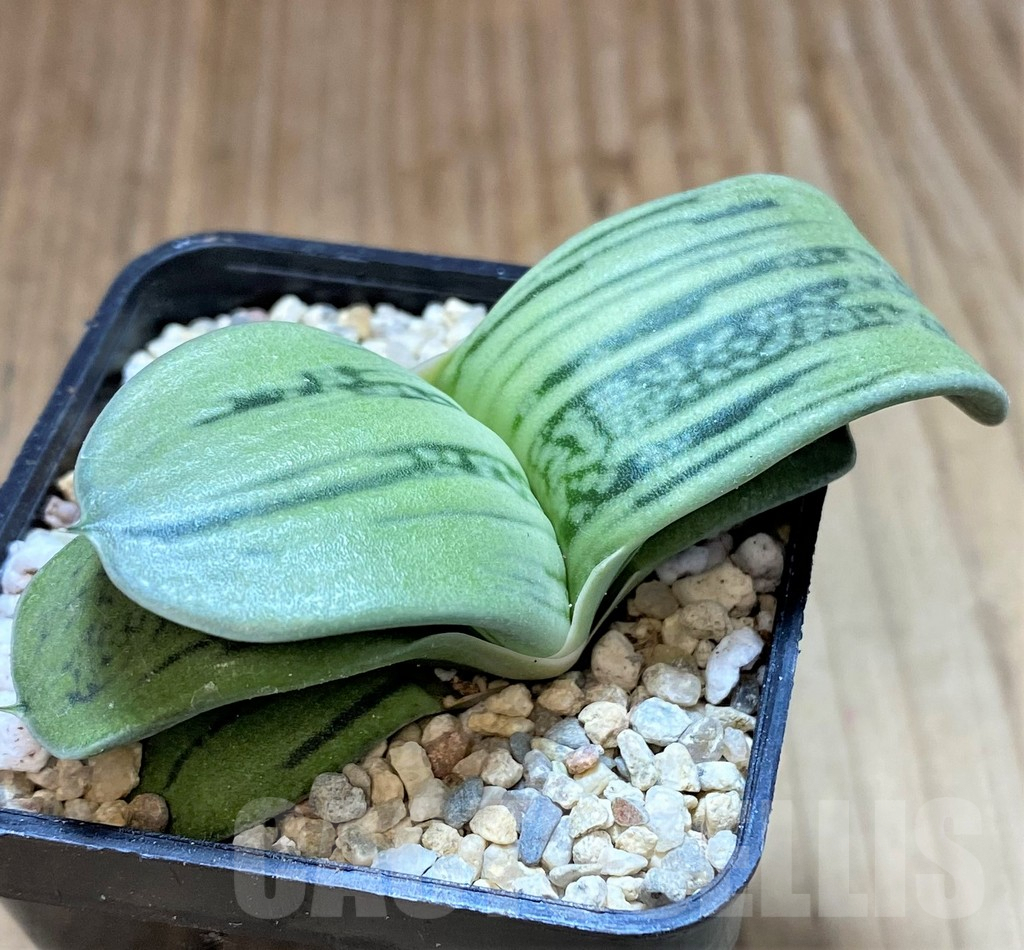 SHPR41643 Gasteria KG 98 -Japan- - Image 3