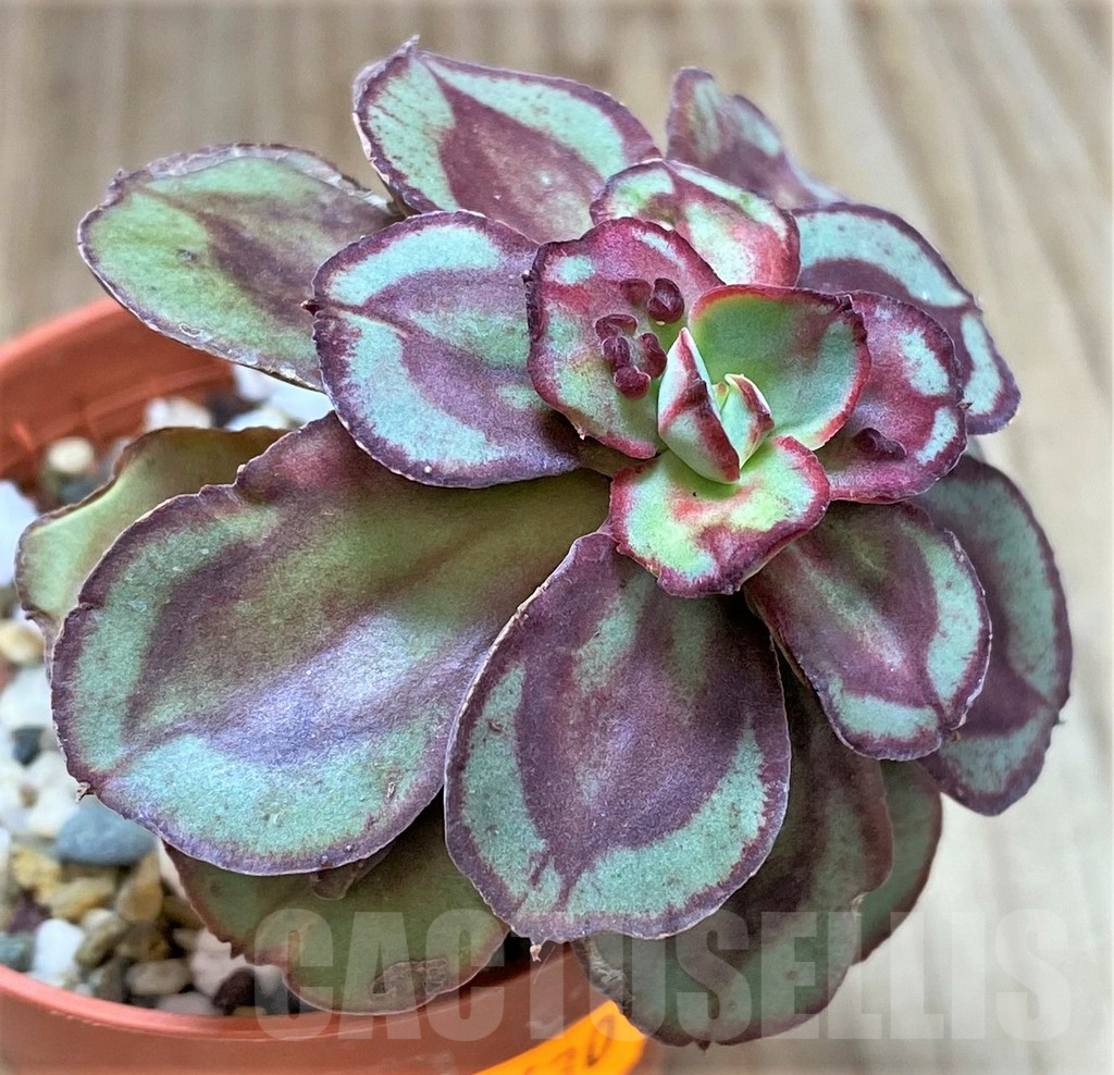 SHPR41630 Echeveria nodulosa with bumps - Image 2
