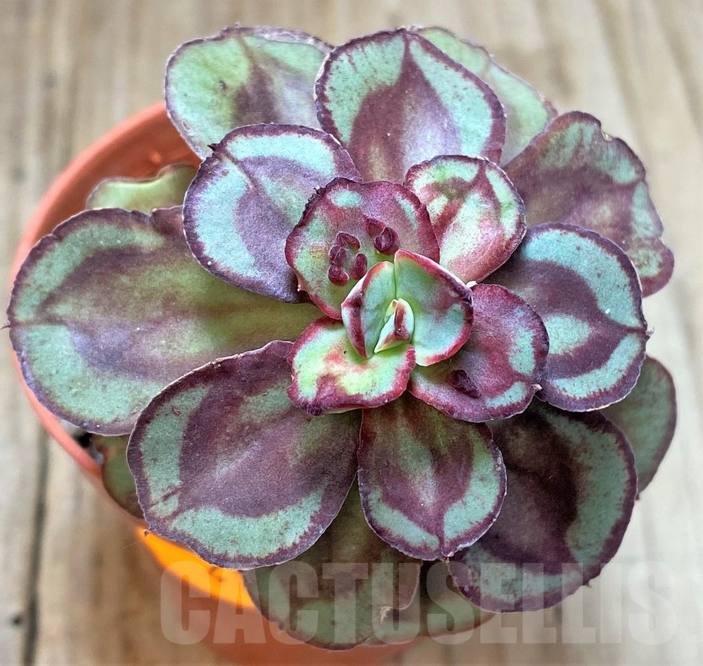 SHPR41630 Echeveria nodulosa with bumps - Image 3