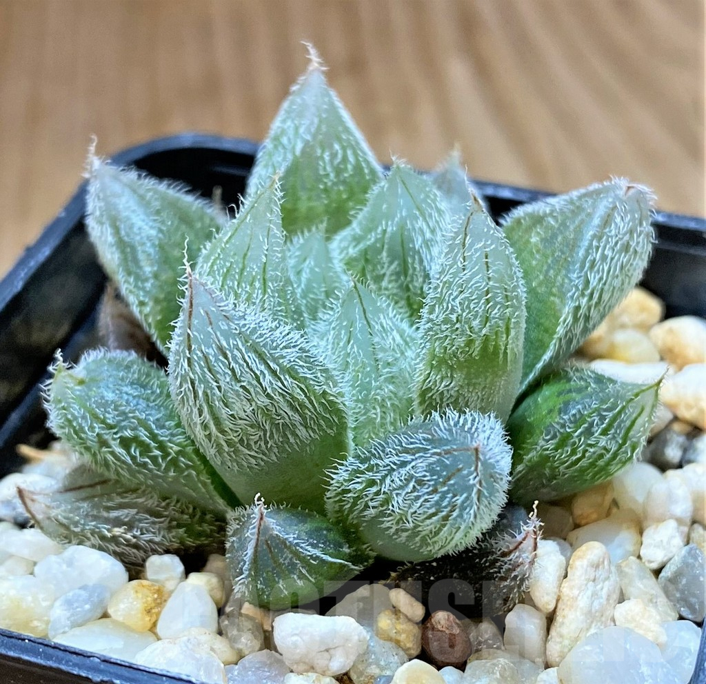 SHPR41653 Haworthia cooperi v. venusta - Image 2