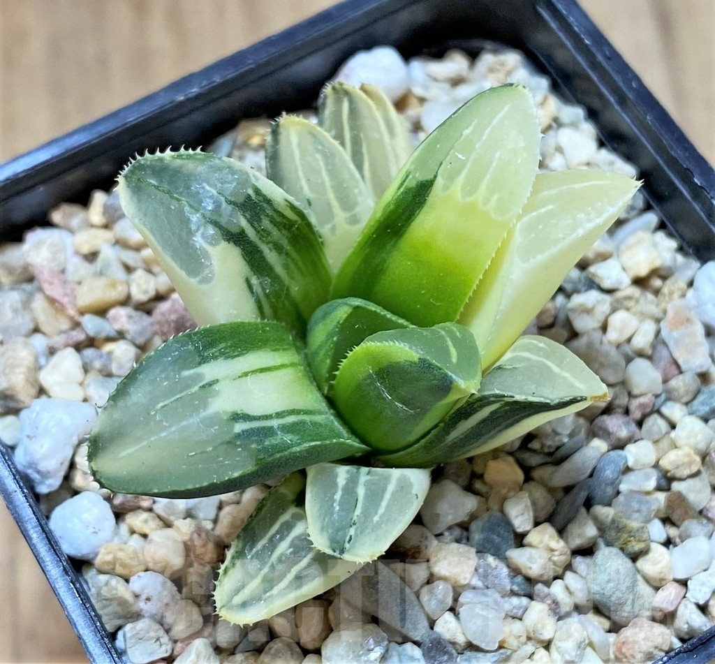 SHPR41657 Haworthia retusa f. variegata - Image 2