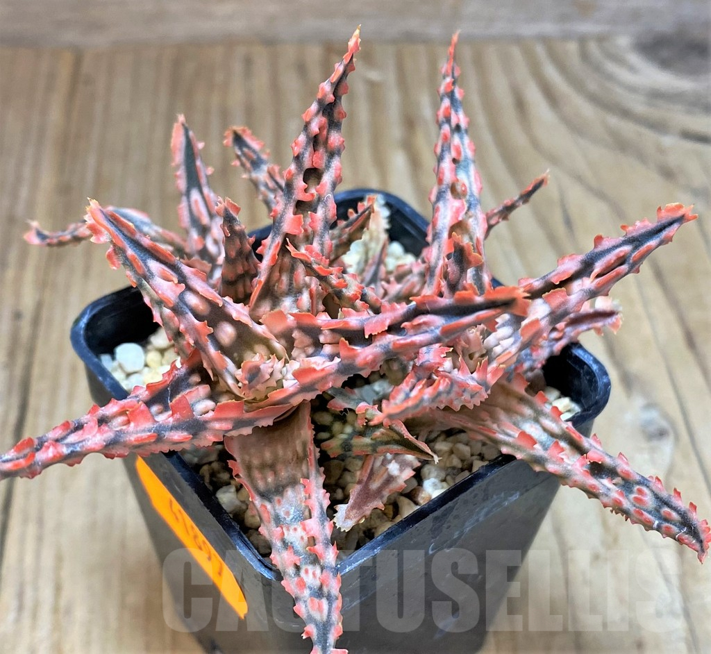 SHPR41897 Aloe TCT hybrid - Image 2