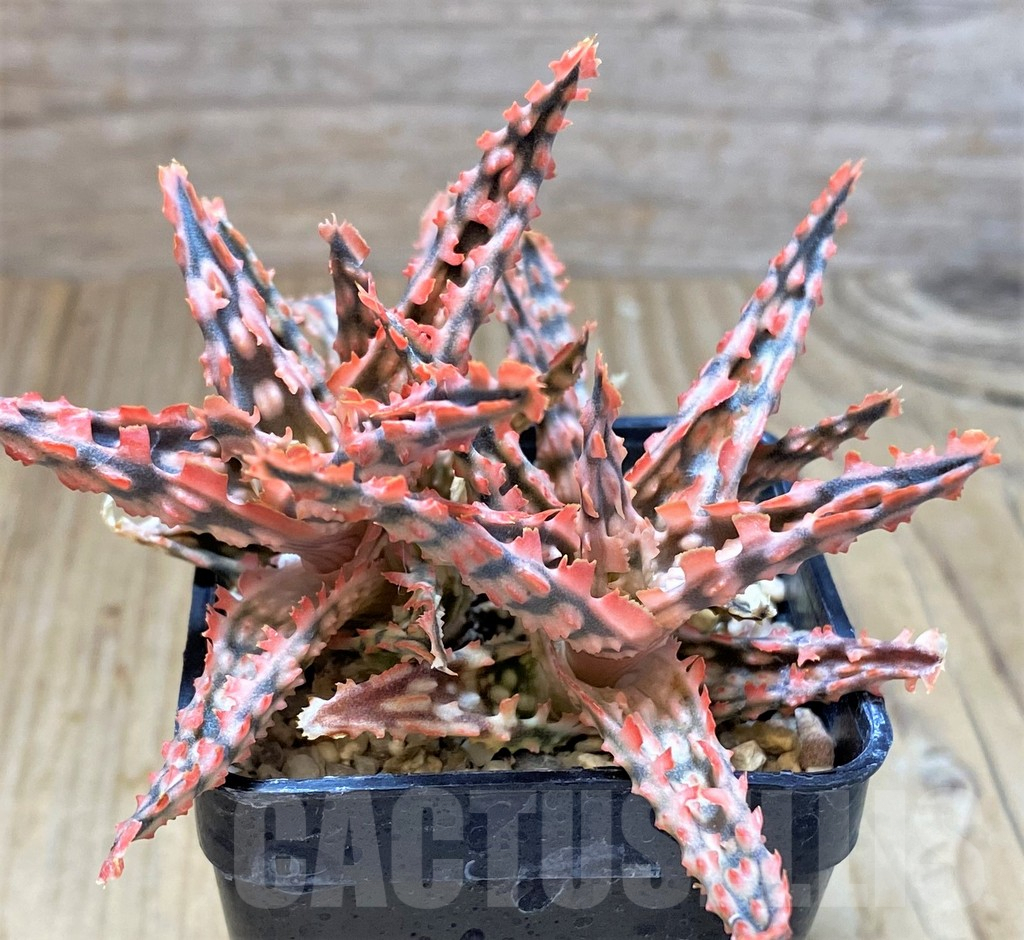 SHPR41897 Aloe TCT hybrid