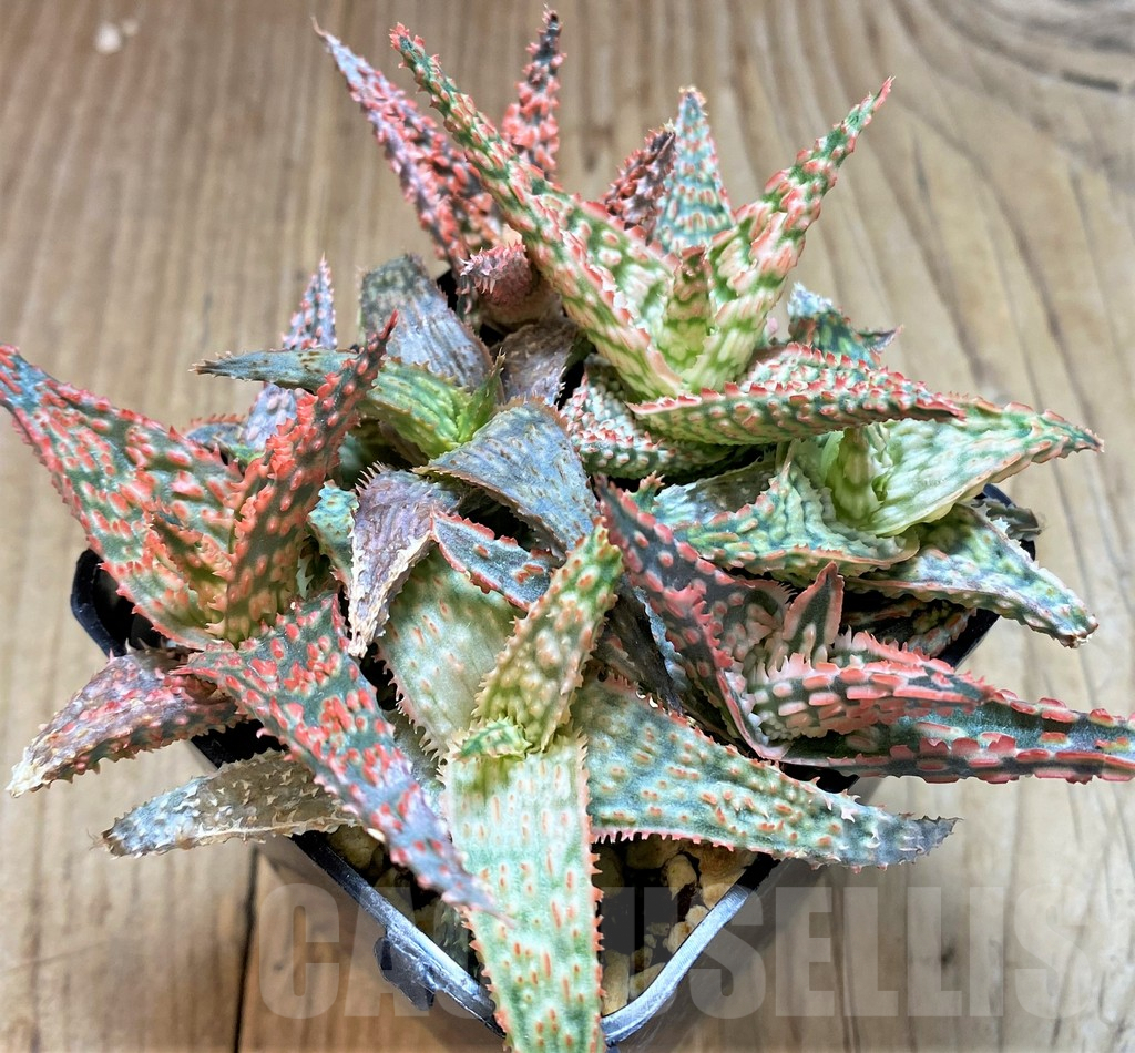 SHPR41868 Aloe TCT hybrid mix - Image 2