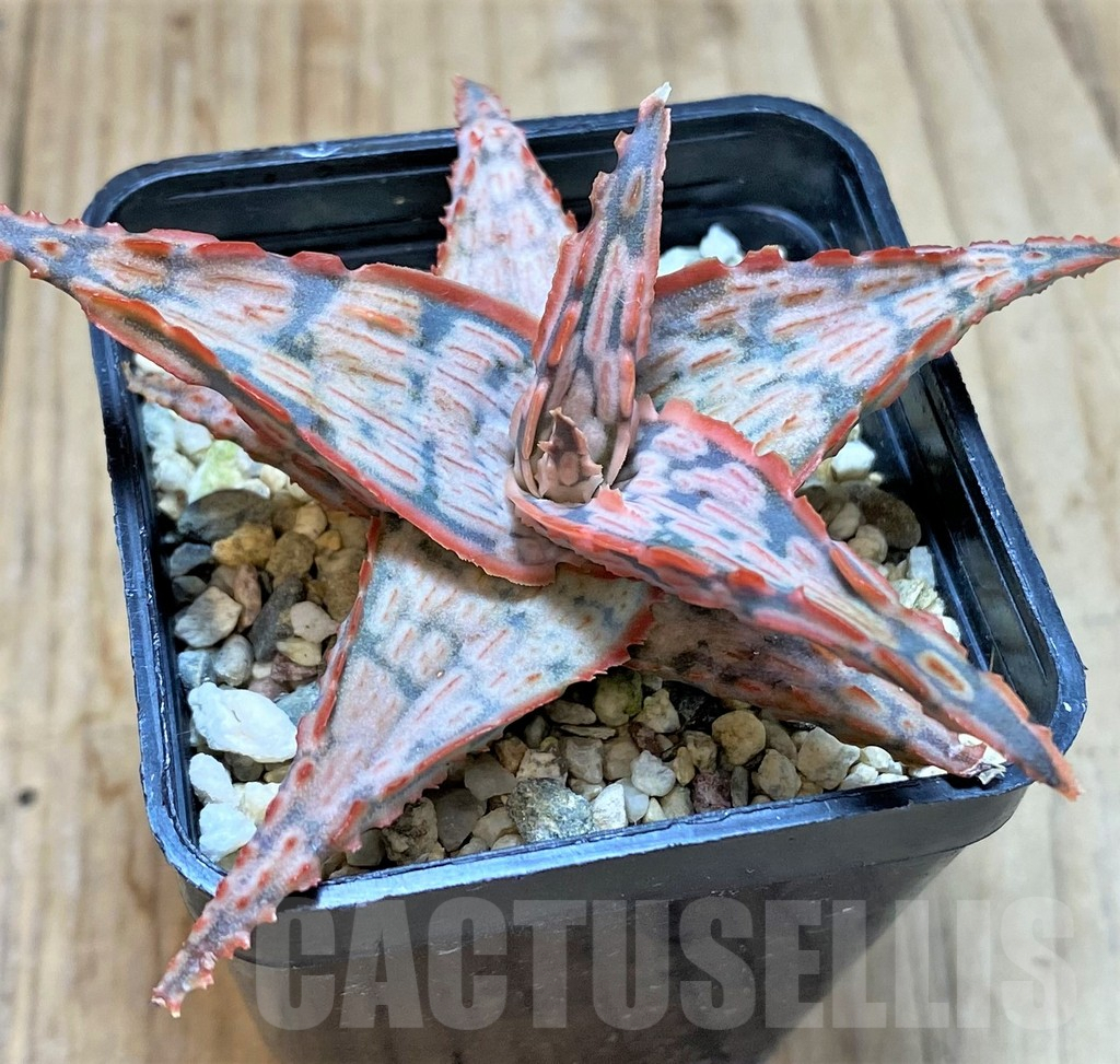 SHPR41902 Aloe hybrid - Image 2