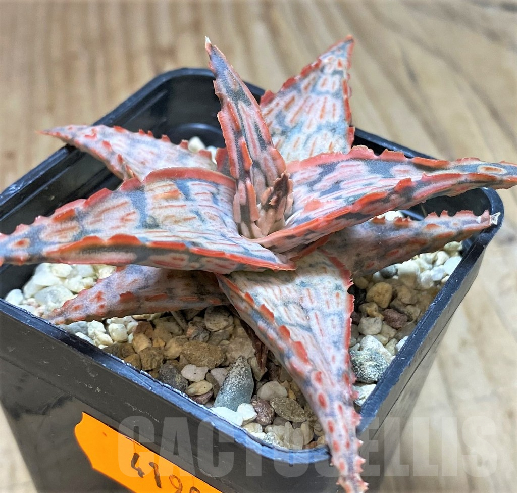 SHPR41902 Aloe hybrid