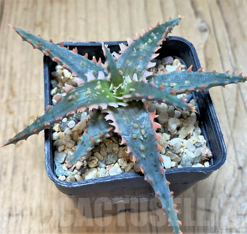 SHPR41903 Aloe TCT hybrid - Image 2