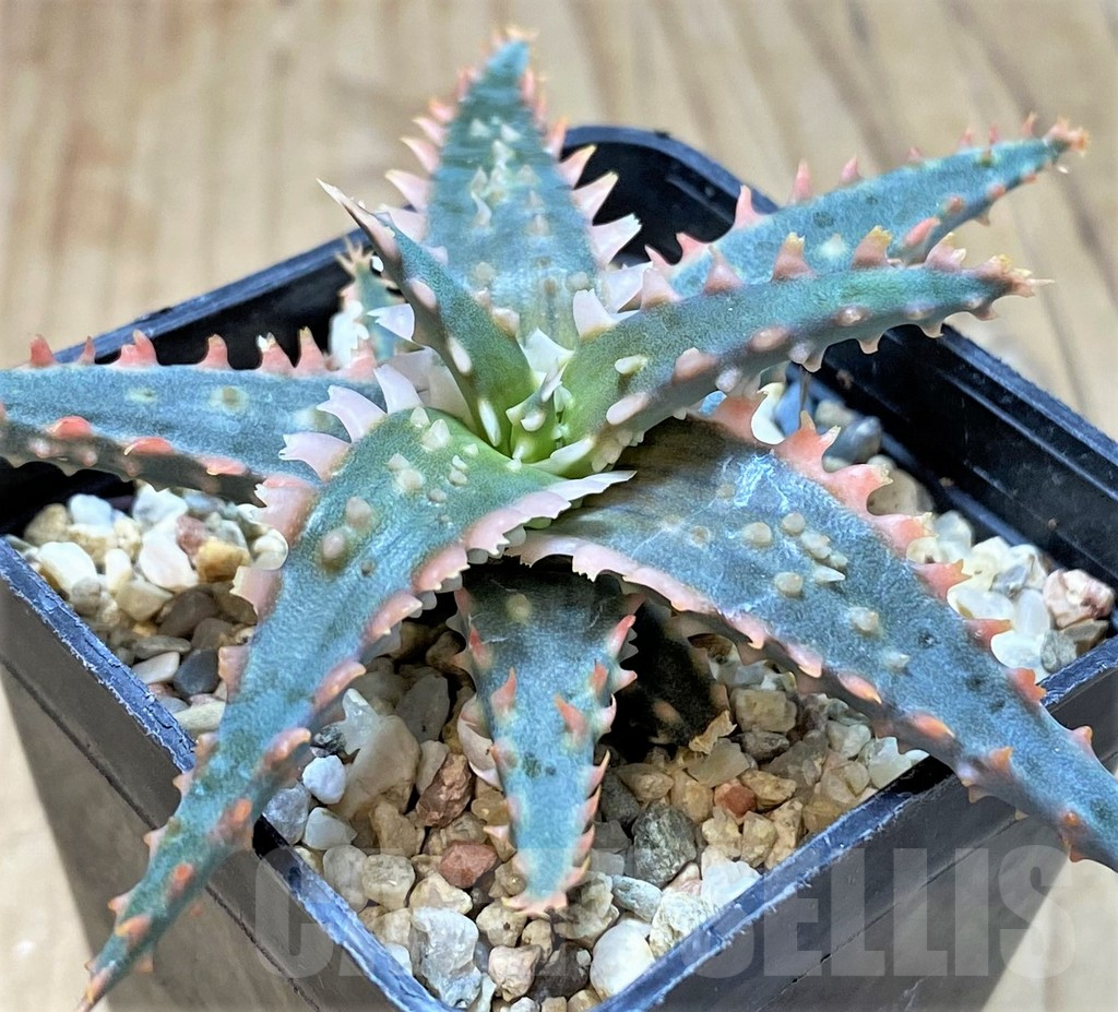SHPR41903 Aloe TCT hybrid