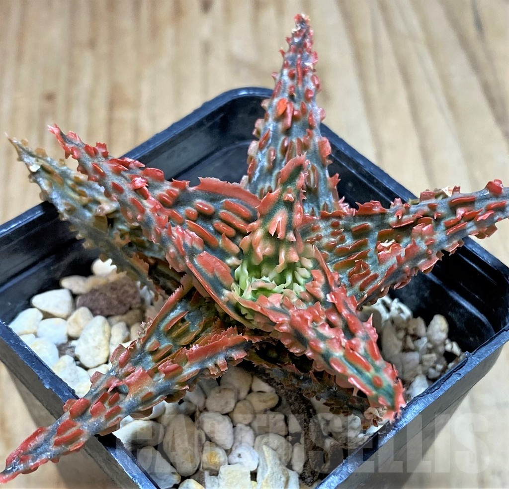 SHPR41904 Aloe TCT hybrid - Image 2
