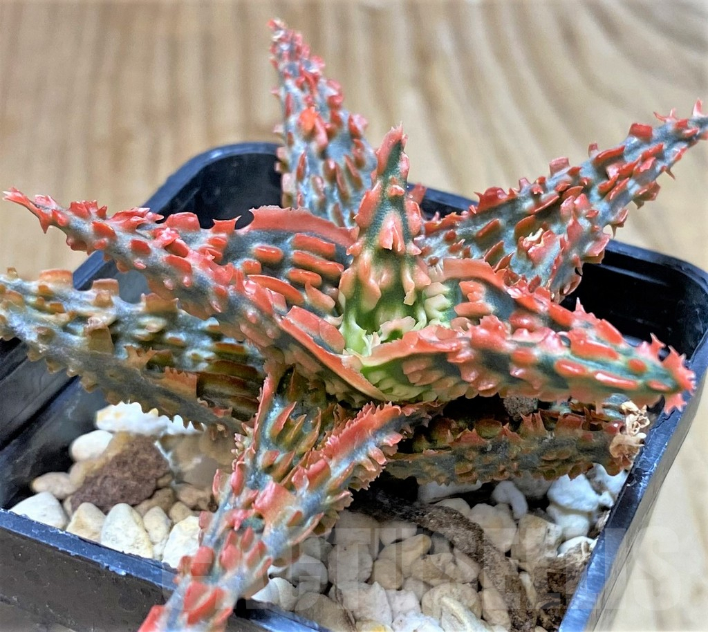 SHPR41904 Aloe TCT hybrid