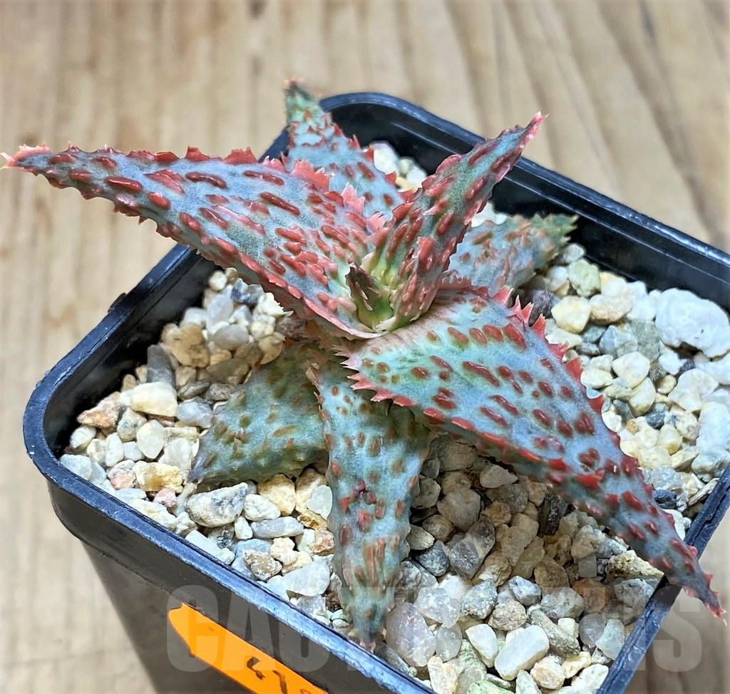 SHPR41905 Aloe hybrid