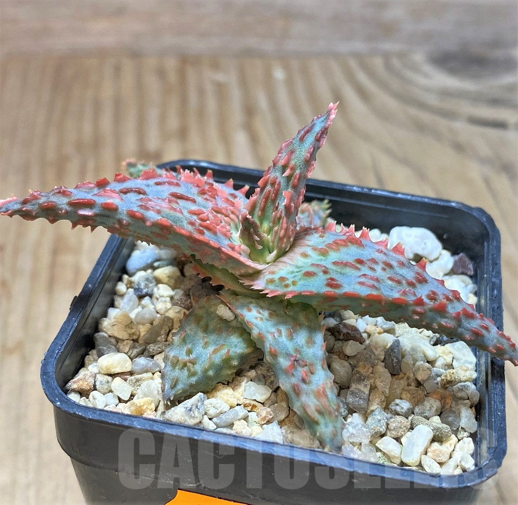 SHPR41905 Aloe hybrid - Image 2