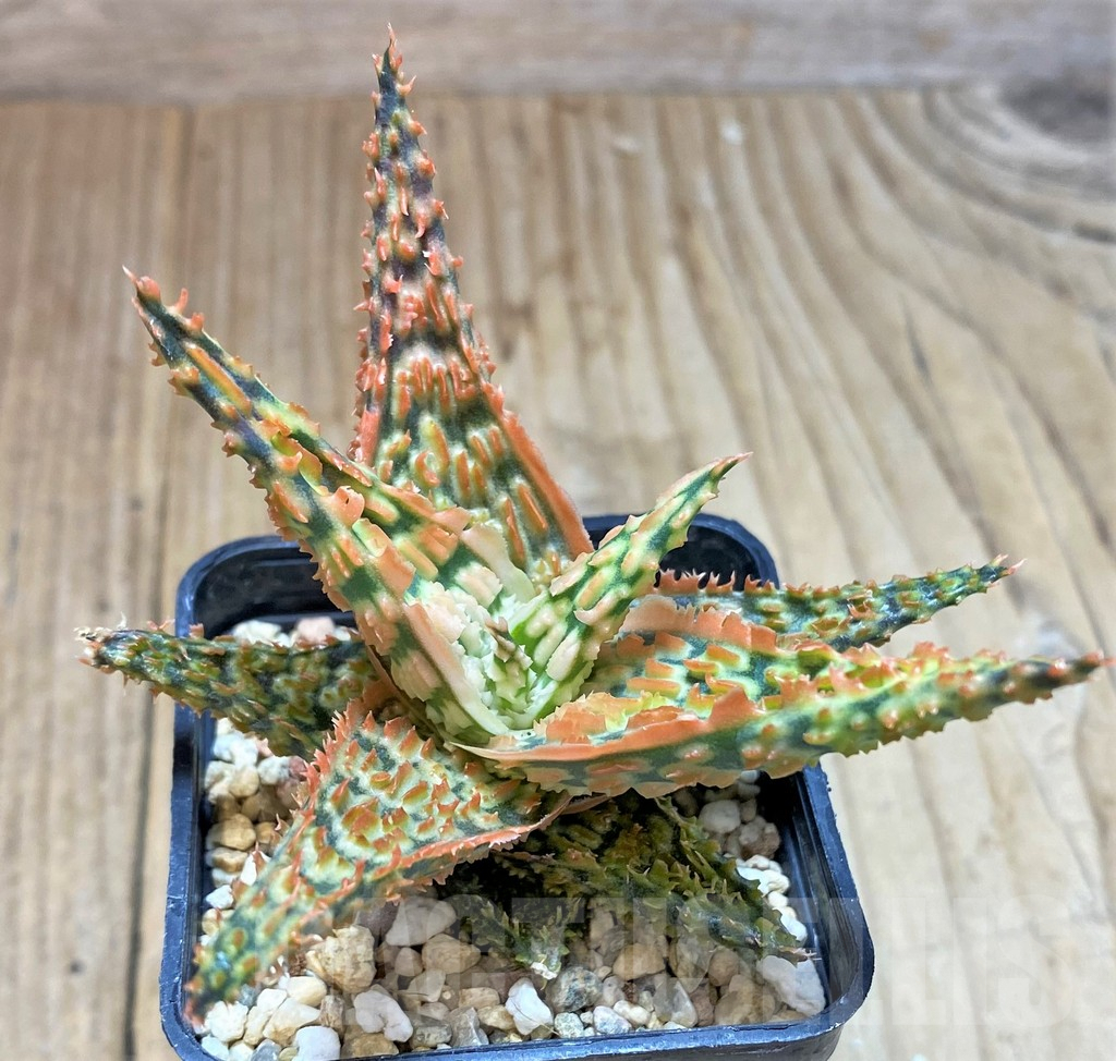 SHPR41909 Aloe TCT hybrid - Image 2
