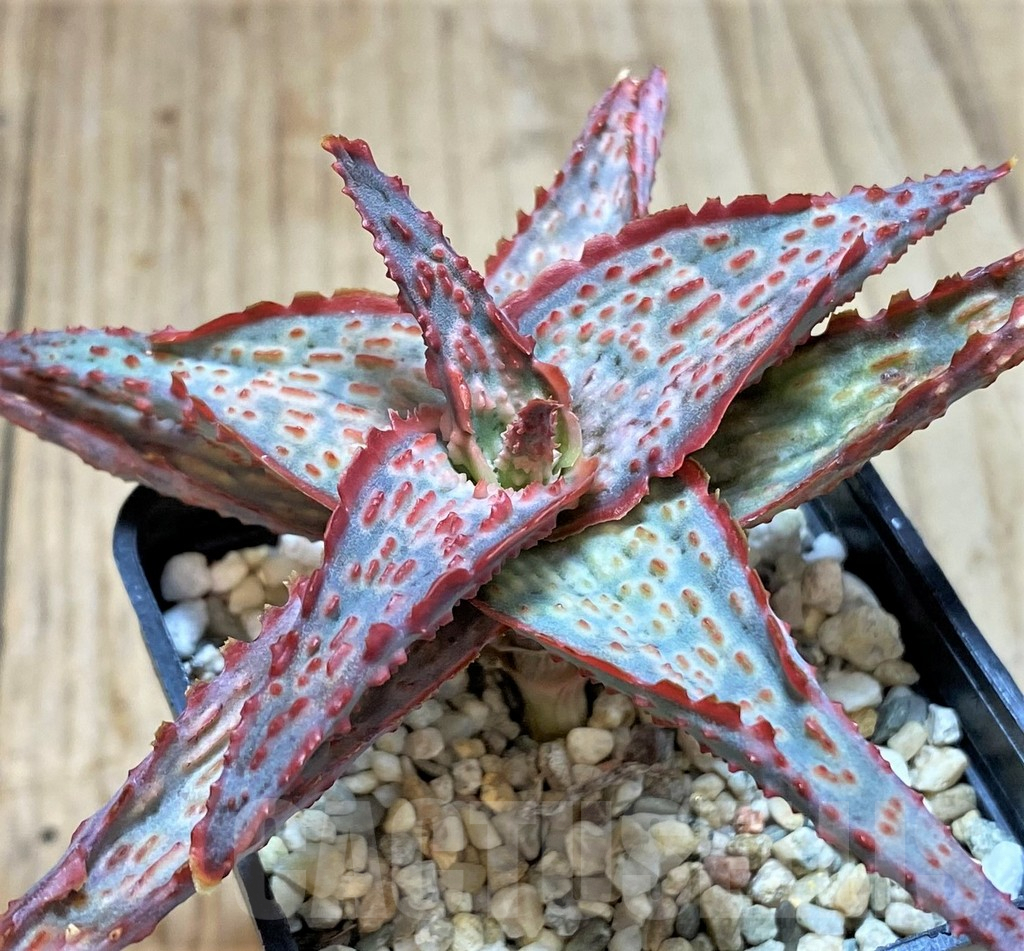 SHPR41873 Aloe hybrid - Image 2