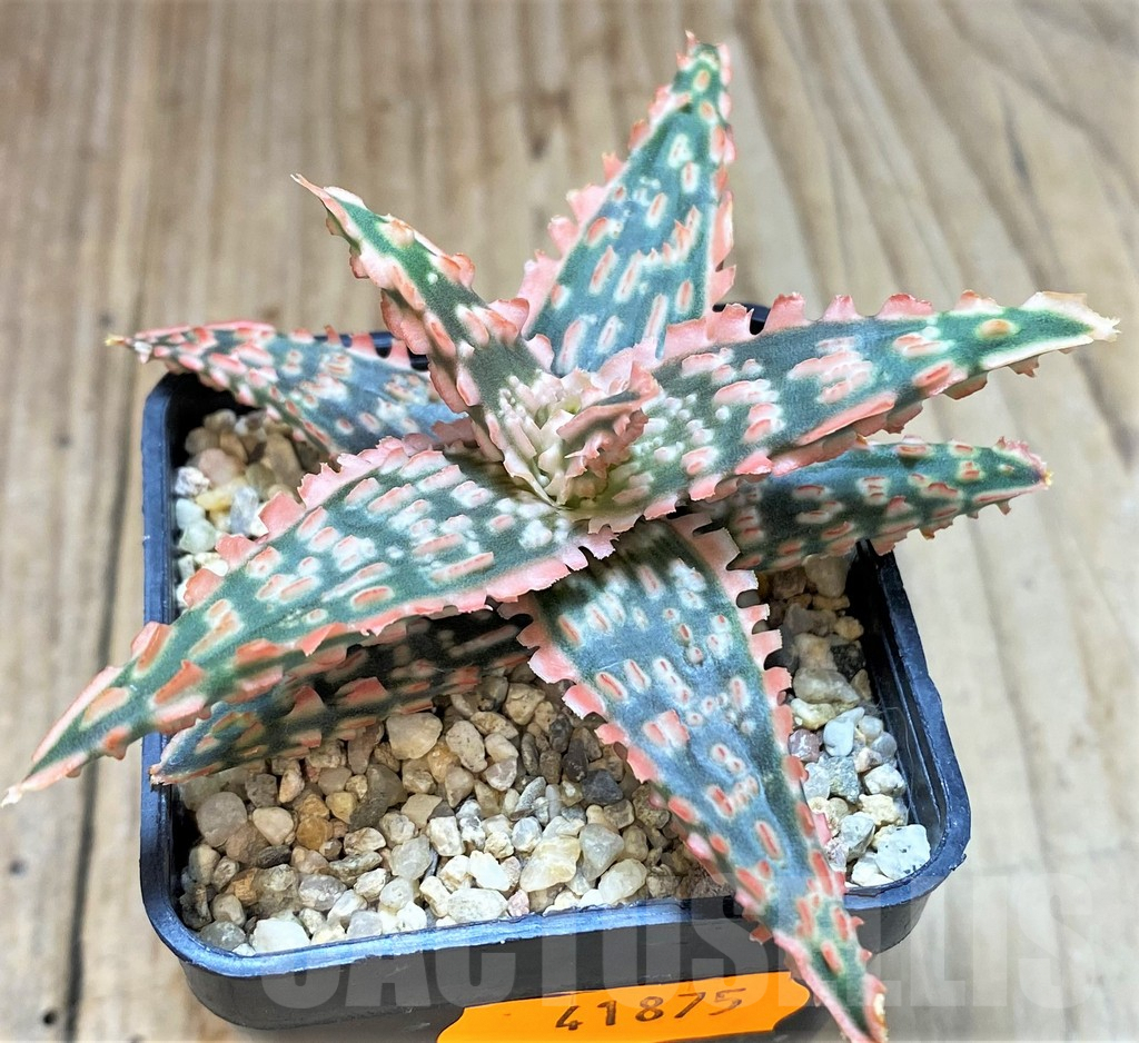 SHPR41875 Aloe TCT hybrid - Image 2