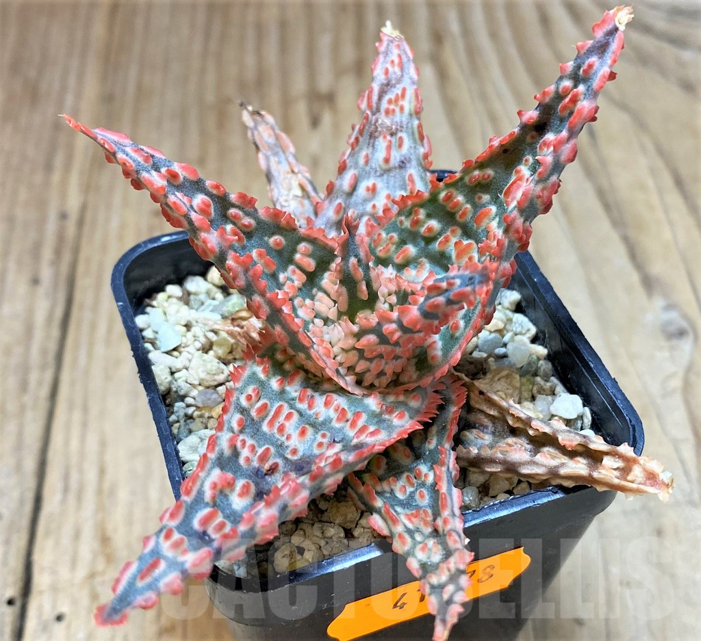 SHPR41878 Aloe TCT hybrid - Image 2
