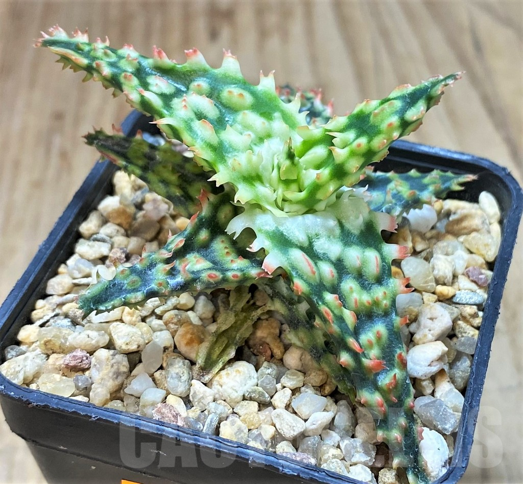 SHPR41885 Aloe TCT hybrid