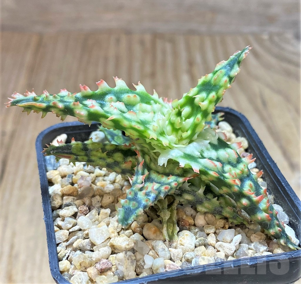 SHPR41885 Aloe TCT hybrid - Image 2